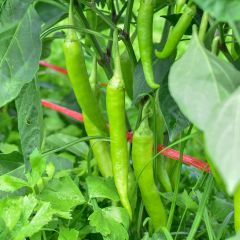Pepper Sweet Banana