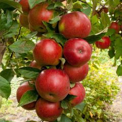Columnar Apple Tree Ballerina Polka - Malus domestica
