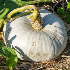 Pumpkin Hungarian Blue - Ferme de Sainte Marthe Seeds