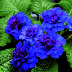Primula vulgaris Belarina Cobalt Blue- English Primrose