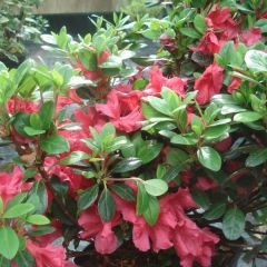 Japanese azalea Johanna