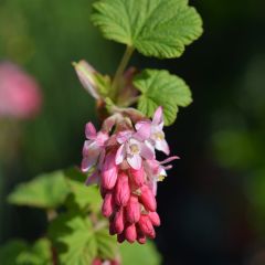 Ribes sanguineum King Edward VII - Flowering Currant