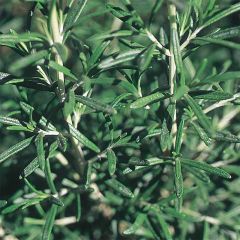 Rosmarinus officinalis - Organic Rosemary seeds