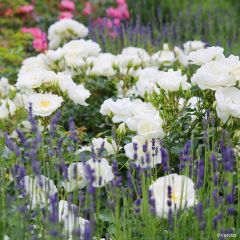 Rosa  Decorosiers Opalia 'Noaschnee'