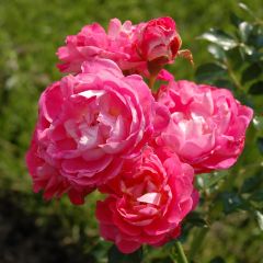 Rosa x polyantha 'Charmant' - Miniature Rose