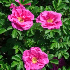 Rosa x rugosa 'Roseraie de l'Haÿ' - Rugosa Rose