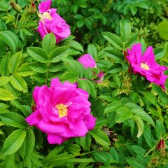 Rosa rugosa - Beach Rose