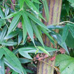 Rubus henryi bambusarum
