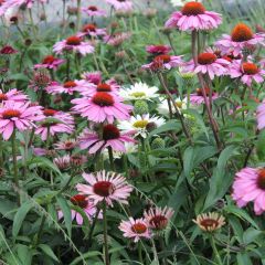 Echinacea purpurea Magnus - Purple Coneflower