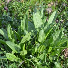 Rumex acetosa