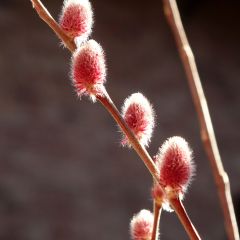 Salix gracilistyla Mount Aso - Black Willow