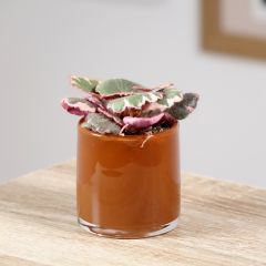 Saxifraga stolonifera Variegata - Creeping saxifrage