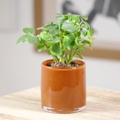 Schefflera arboricola - Umbrella tree