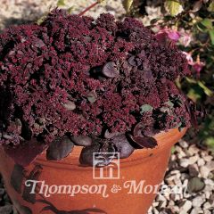 Sedum ussuriense Turkish Delight - Stonecrop