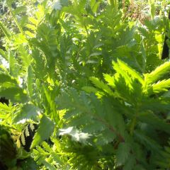 Tanacetum vulgare