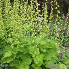 Tellima grandiflora