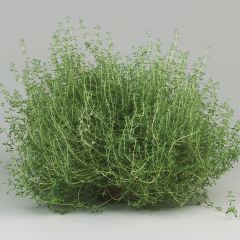 Thymus vulgaris Fragrantissimus - Orange Thyme in plants