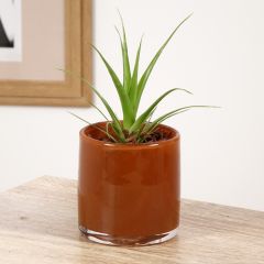 Tillandsia Naomi - Air plant