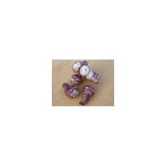 Purple Jerusalem Artichokes plants - Helianthus tuberosus