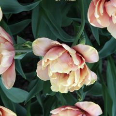 Tulipa La Belle Époque- Double Early Tulip