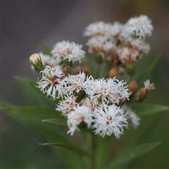 Vernonia noveboracensis White Lightning - Ironweed