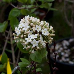 Viburnum x carlcephalum