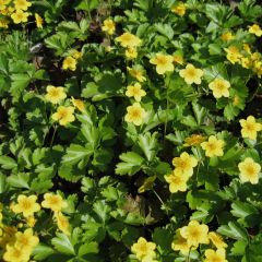 Waldsteinia ternata