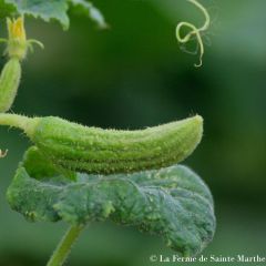 Gherkin Bourbonne - Ferme de Sainte Marthe Seeds