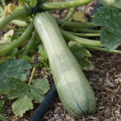 Courgette Genovese - Ferme de Sainte Marthe Seeds