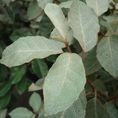 Elaeagnus ebbingei - Oleaster Silverberry