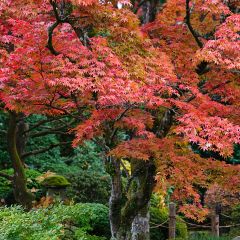 Acer palmatum - Japanese Maple
