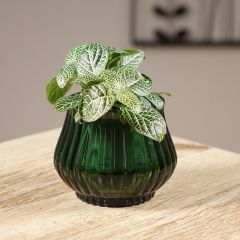 Fittonia albivenis Mini White - Nerve plant