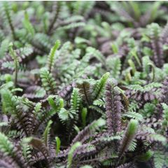 Leptinella squalida Platts Black
