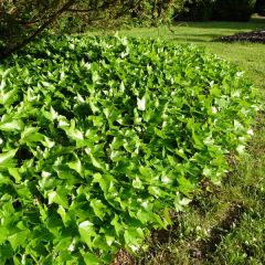 Hedera helix Green Ripple - Common Ivy