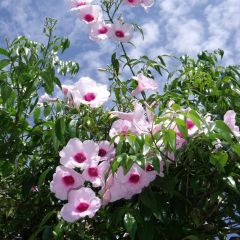 Pandorea jasminoïdes Rosea - Bower Vine