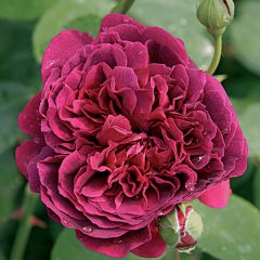 Rosa 'William Shakespeare 2000' - English Rose