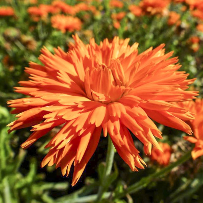 Calendula officinalis Porcupine Seeds - Pot Marigold (Flowering)