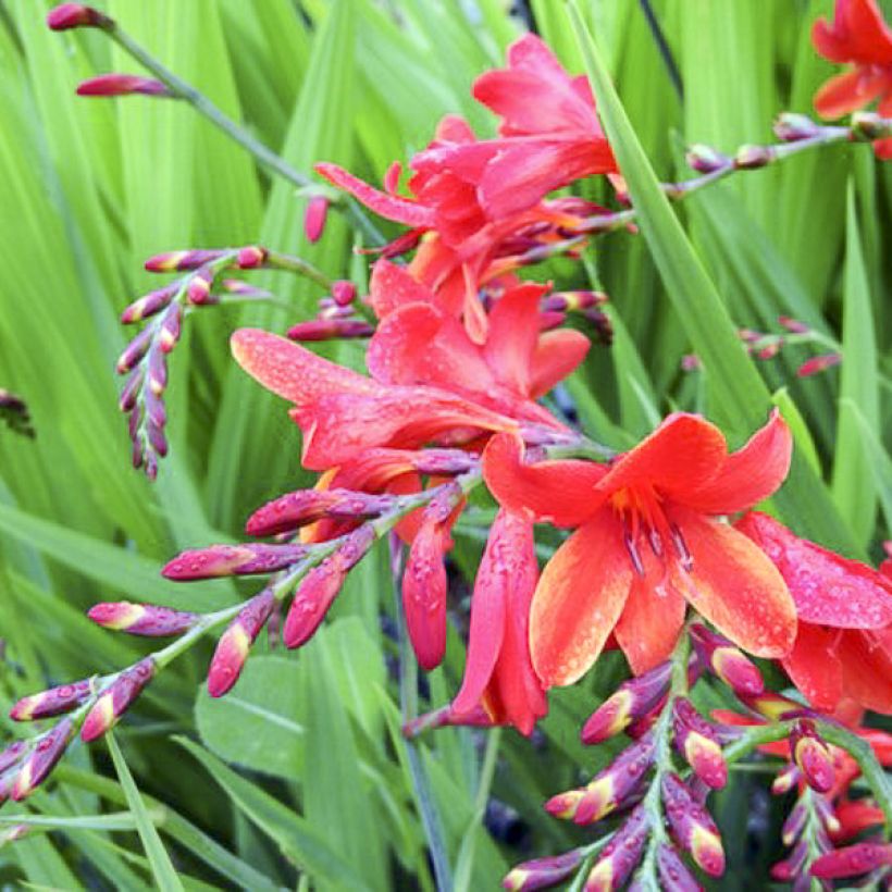Crocosmia Philippa Browne - Montbretia (Flowering)