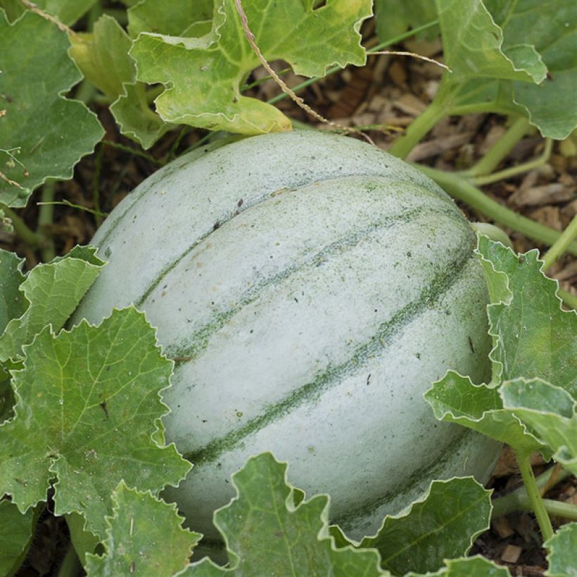 Cucumis melo Ancien Vieille France (Harvest)