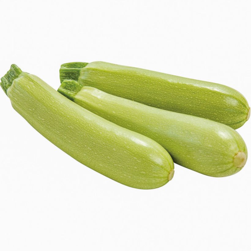 Organic Zucchini Amalthee F1 - Cucurbita pepo (Harvest)