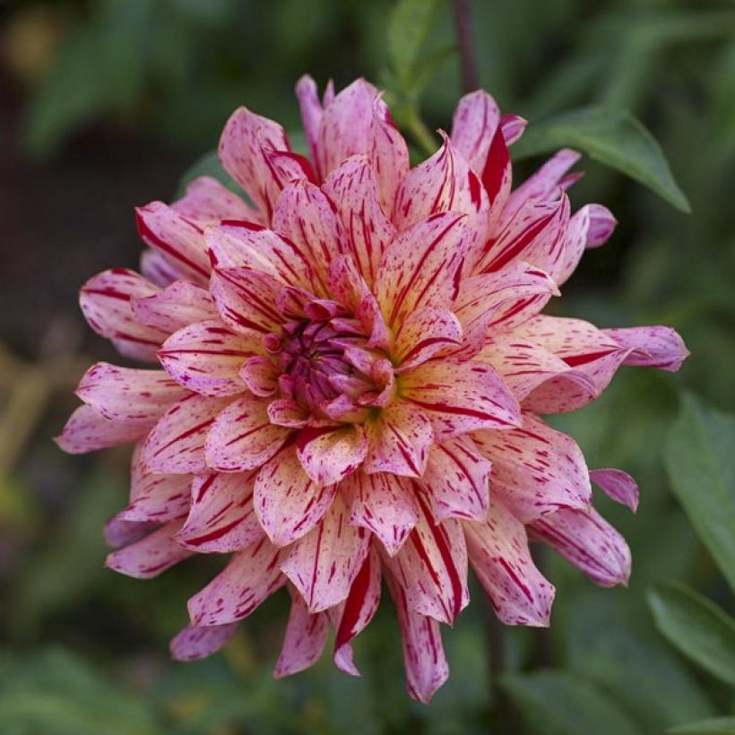 Dahlia Mingus Tony (Flowering)