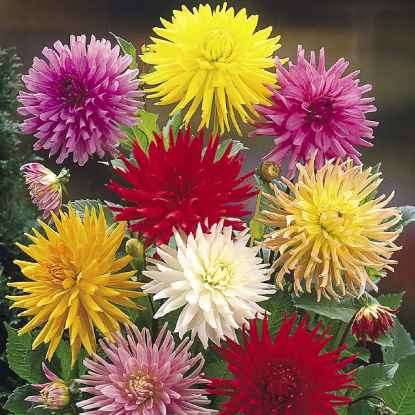 Dahlia Cactus Hybrids Mix seeds (Flowering)