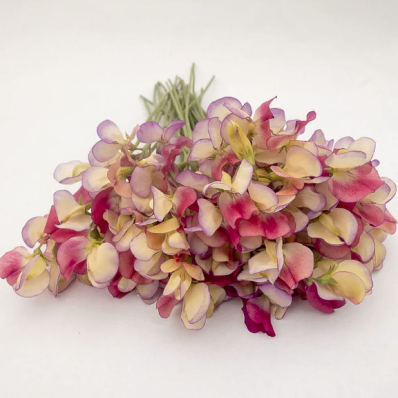 Lathyrus odoratus Spanish Dancer - Sweet Pea Seeds (Flowering)