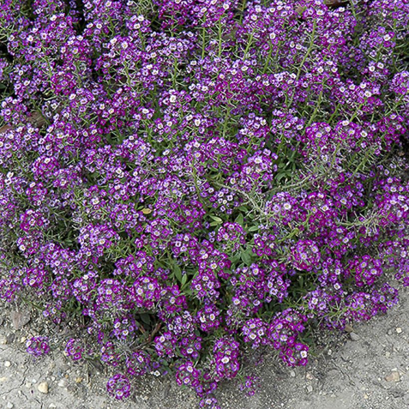 Sweet Alyssum Oriental Nights (Flowering)