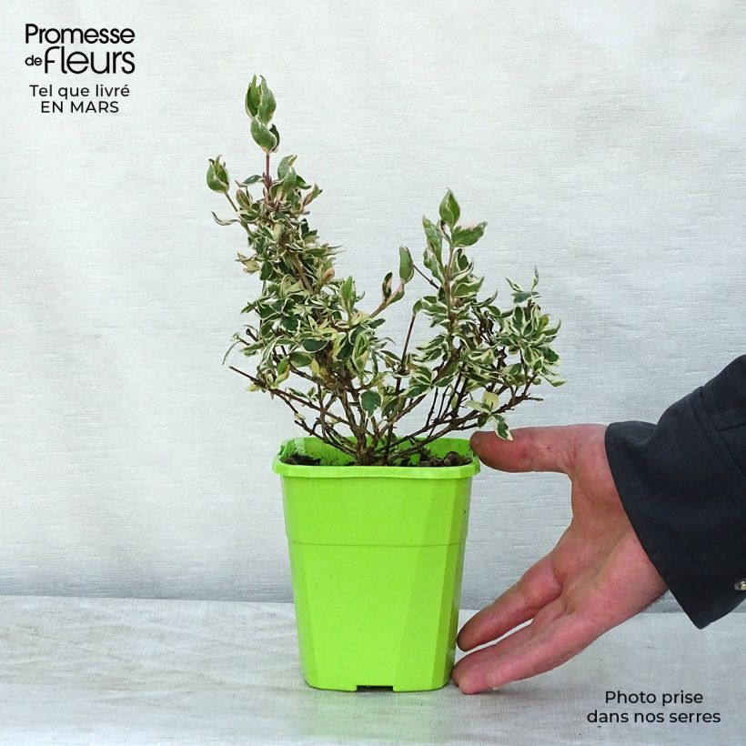 Abelia Magic Daydream 8/9 cm pot sample as delivered in spring