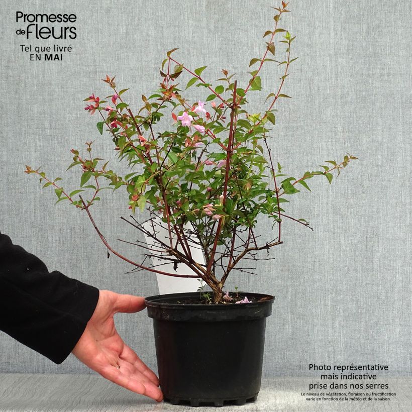 Abelia grandiflora Pink Pong 3L/4L pot sample as delivered in spring