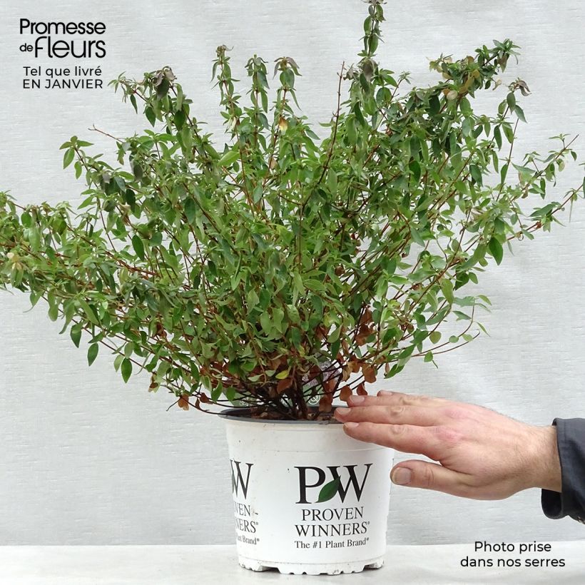 Abelia grandiflora PINKY BELLS 2L/3L pot sample as delivered in winter