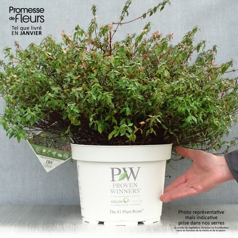 Abelia grandiflora PINKY BELLS 7.5L/10L pot sample as delivered in winter