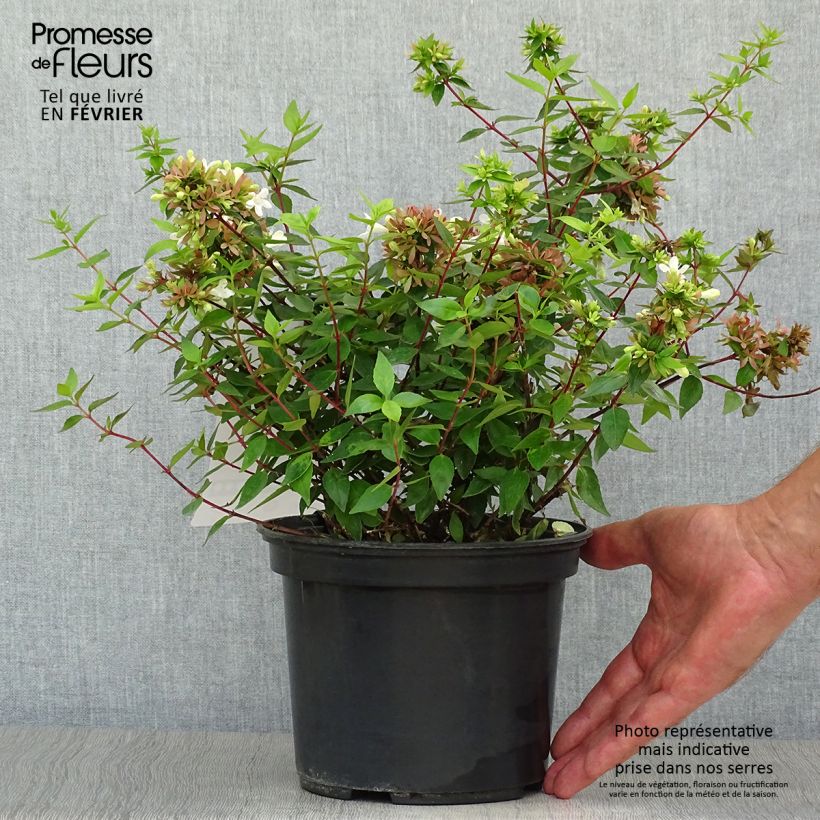 Abelia grandiflora Sherwood 2L/3L pot sample as delivered in autumn