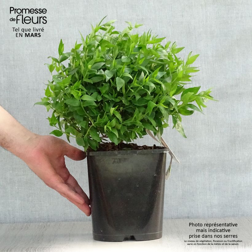 Abelia grandiflora Sherwood 2L/3L pot sample as delivered in spring